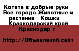 Котята в добрые руки - Все города Животные и растения » Кошки   . Краснодарский край,Краснодар г.